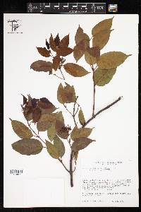 Secondatia densiflora image