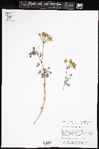 Pelargonium gibbosum image