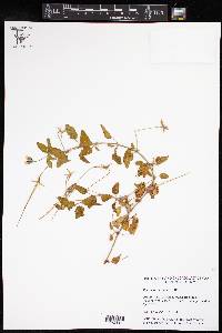 Media resource of Monsonia emarginata