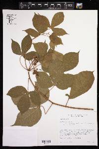 Manihot anomala subsp. pavoniana image