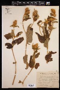 Croton flavispicatus image