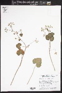 Image of Pelargonium odoratissimum