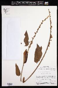 Phyllanthus salviifolius image
