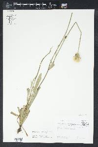 Pyrrhopappus grandiflorus image