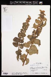 Phyllanthus salviifolius image