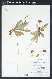 Pyrrhopappus grandiflorus image