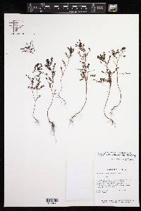 Image of Phyllanthus minutulus