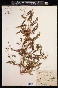 Phyllanthus lathyroides image