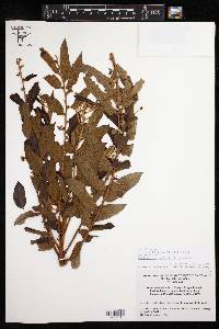 Phyllanthus salviifolius image