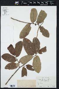 Piper tuberculatum image