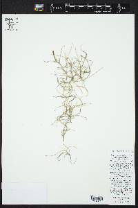 Tillandsia usneoides image