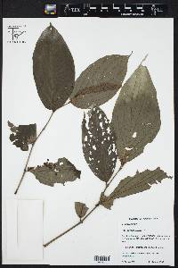 Piper subsessilifolium image