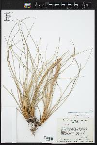 Tillandsia bartramii image