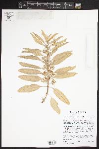 Asclepias oenotheroides image