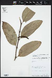 Piper heterophyllum image