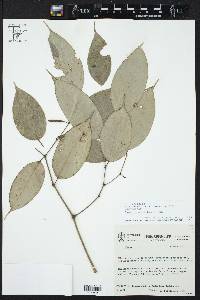 Piper urophyllum image