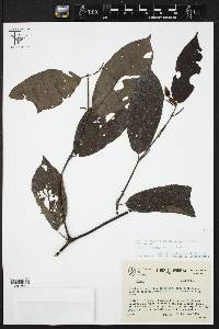 Piper metanum image