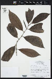 Piper pseudoarboreum image