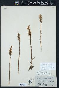 Spiranthes cernua image