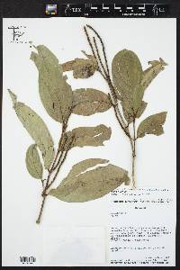 Piper lenticellosum image