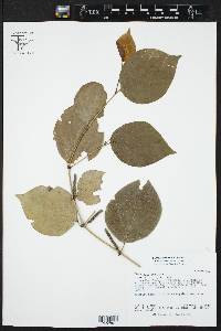 Piper callosum image