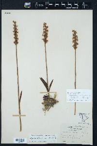 Spiranthes cernua image