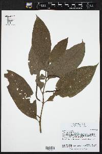 Piper dumosum image