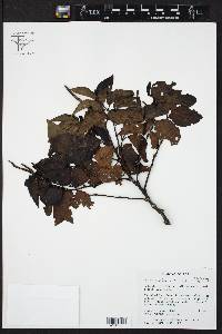 Piper amalago image