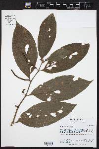 Piper dumosum image