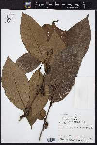 Piper conispicum image