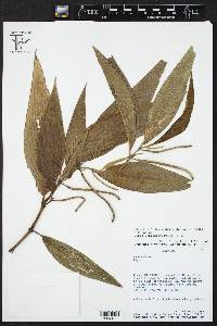 Piper lanceifolium image