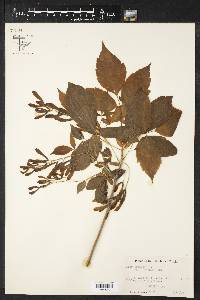 Acer negundo var. texanum image