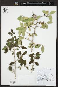 Ilex vomitoria image