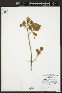 Phoradendron leucarpum subsp. tomentosum image