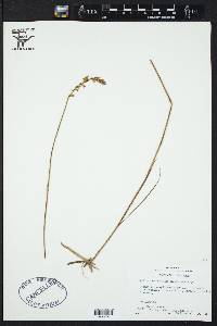 Spiranthes vernalis image