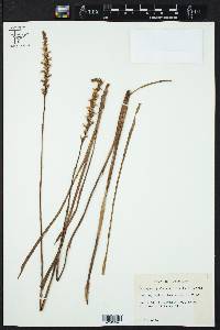 Spiranthes vernalis image