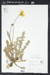 Pyrrhopappus grandiflorus image