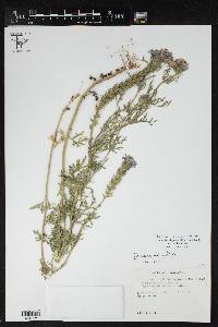 Glandularia bipinnatifida var. bipinnatifida image