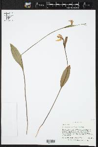 Pogonia ophioglossoides image