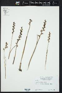 Prasophyllum fuscum image