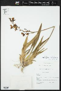 Image of Cyrtochilum mystacinum