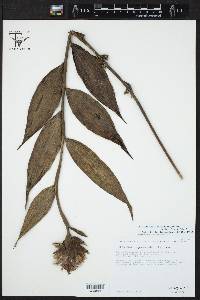 Elleanthus cynarocephalus image