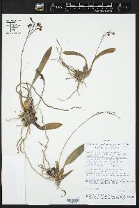 Image of Cyrtochilum rhodoneurum