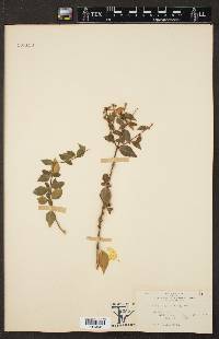 Abelia grandifolia image