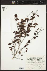 Sebastiania larensis image