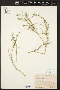 Stillingia linearifolia image