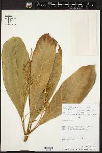 Tetrorchidium macrophyllum image