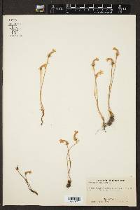 Orobanche uniflora image