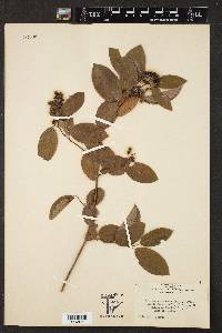 Berchemia scandens image