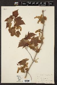 Vitis vulpina image